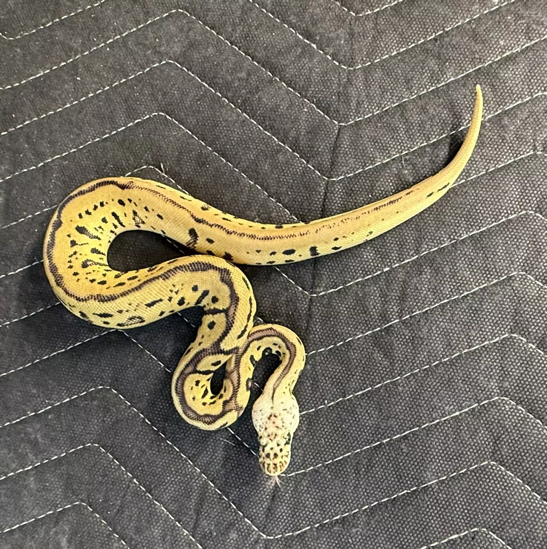 Female Pastel Batman thumbnail