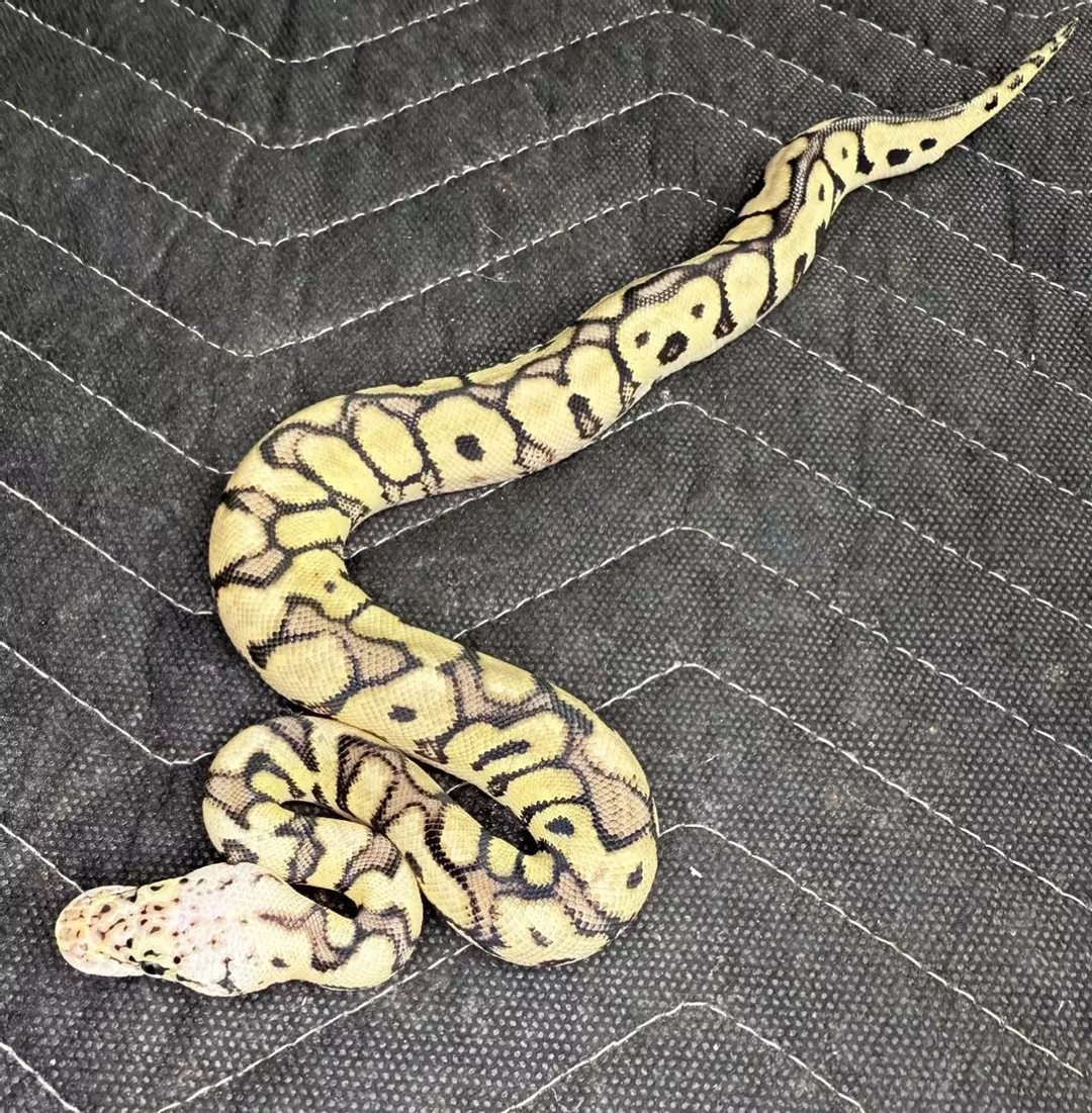 Male Spotnose Clown thumbnail