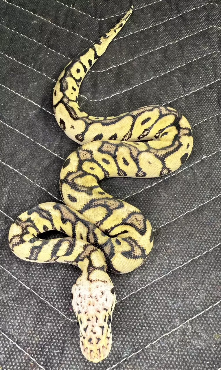 Male Spotnose Clown thumbnail