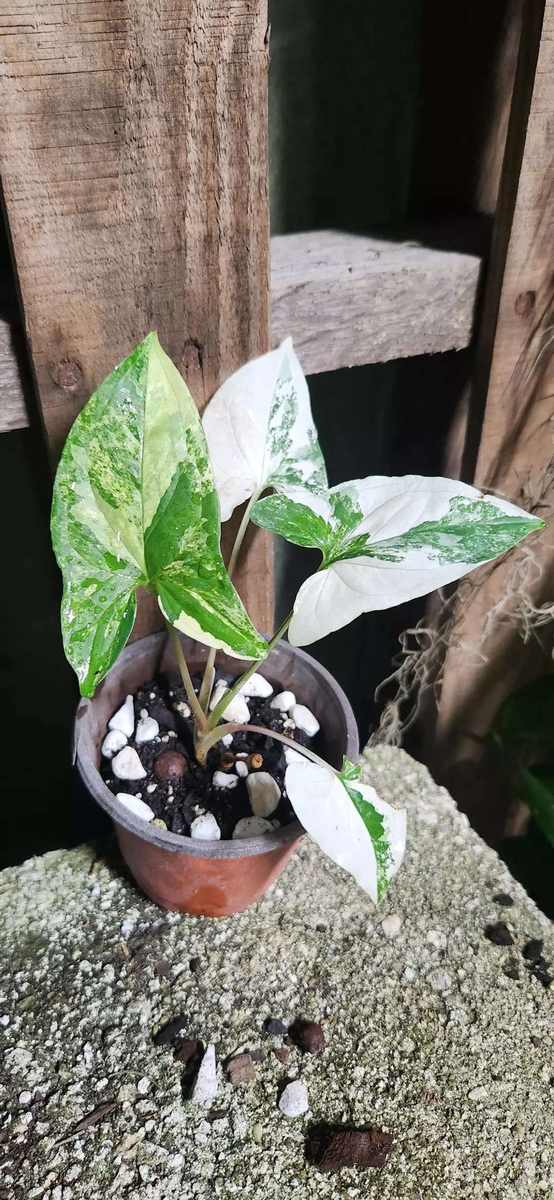 Syngonium Albo thumbnail