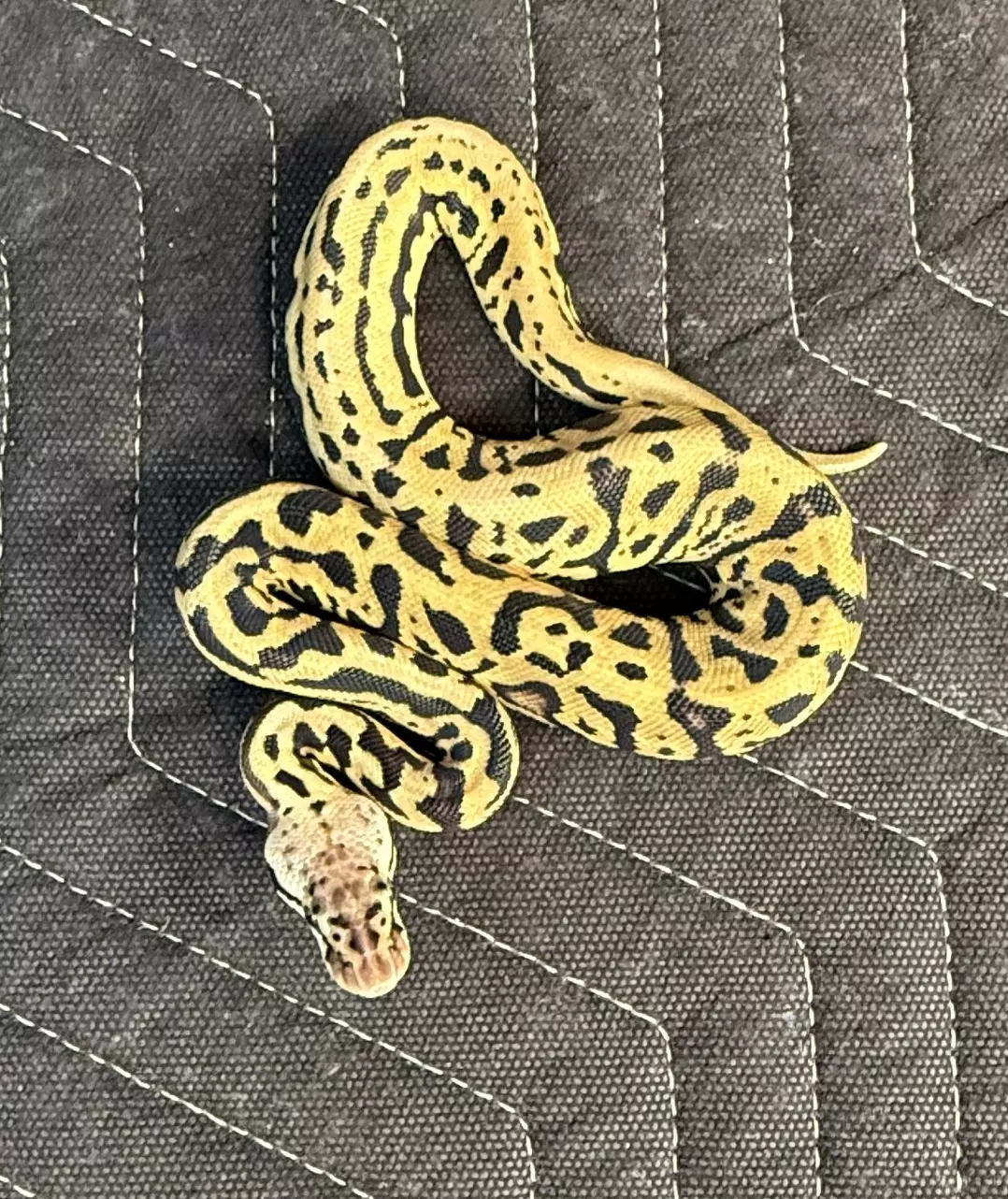Female Pastel Spotnose Leopard Het Clown (Bruce Wayne) thumbnail