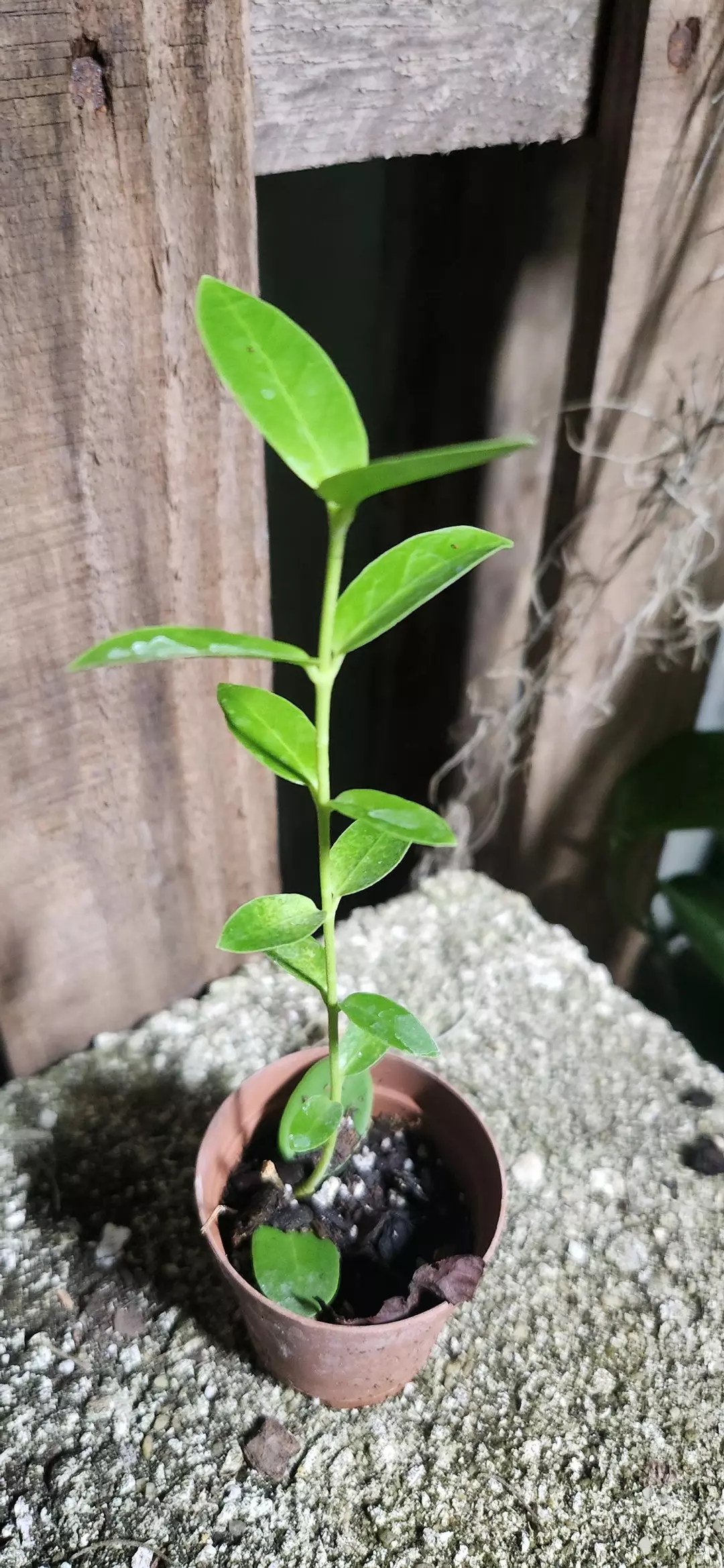 Hoya Cumingiana Starter thumbnail
