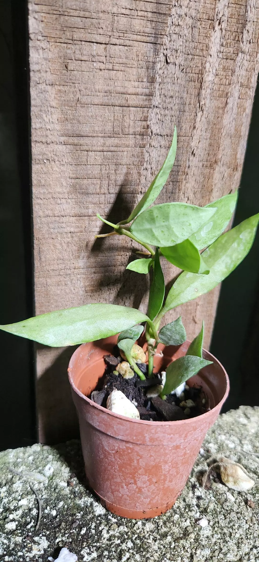 Hoya Lacunosa Silver thumbnail