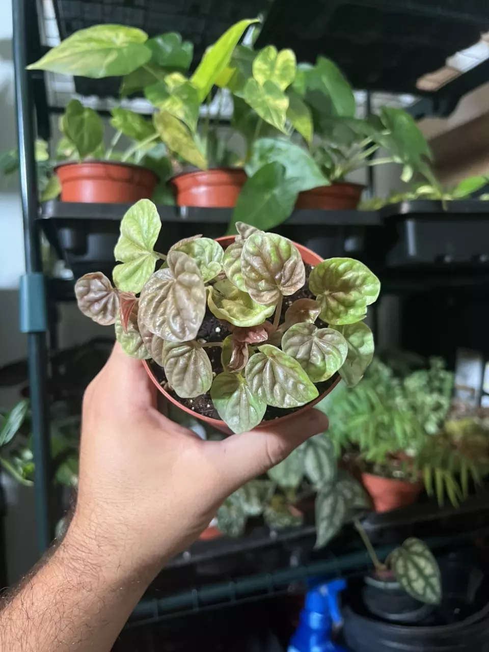 Begonia Quito thumbnail