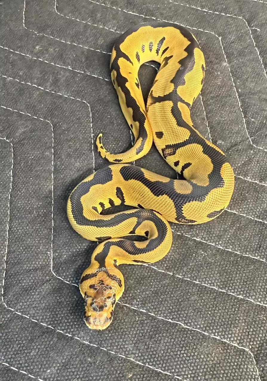 Female Leopard Clown thumbnail