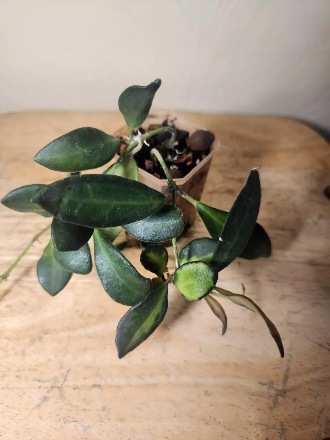 #25 Hoya Burtoniae thumbnail