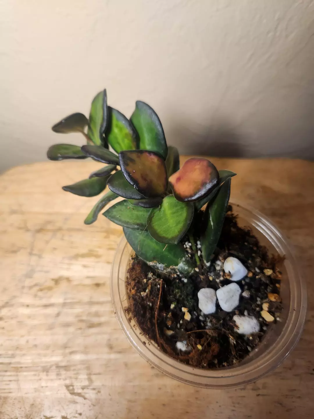 #22 Hoya Burtoniae thumbnail