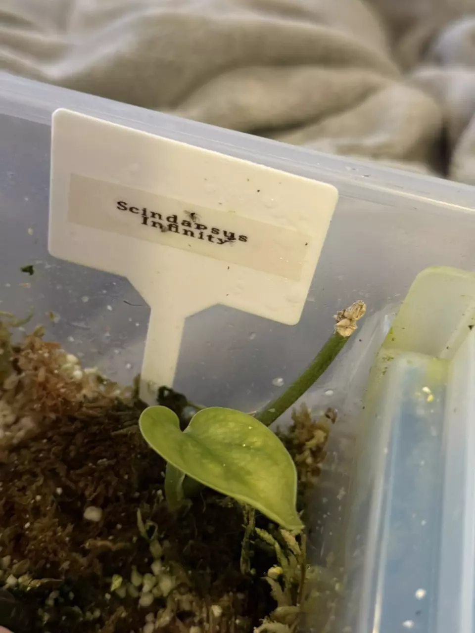 Scindapsus Infinity thumbnail