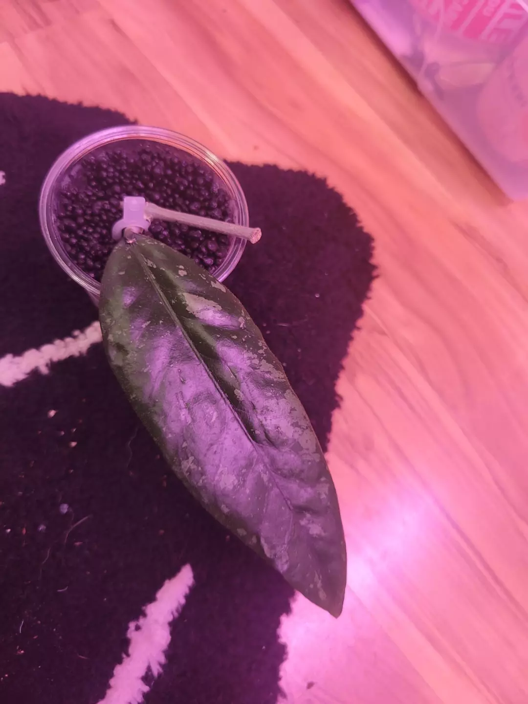 Hoya sp bur senubung 'opop' thumbnail