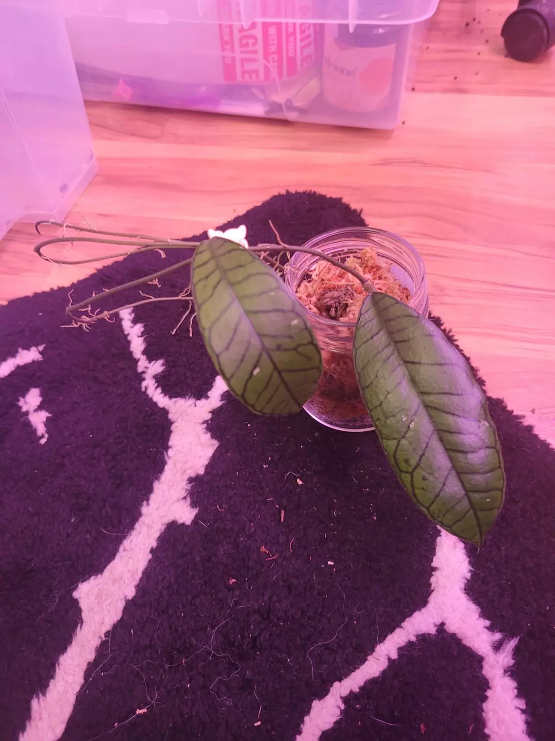 Hoya gunung gading cutting thumbnail