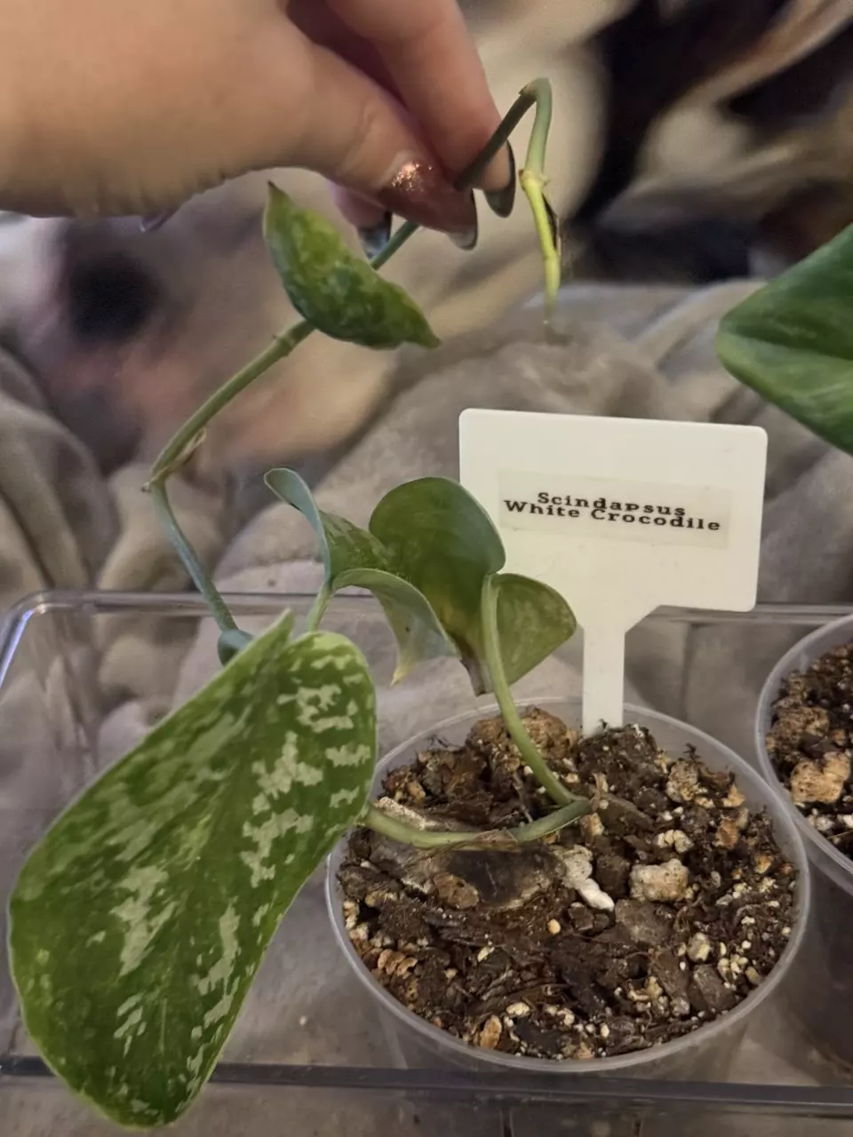 Scindapsus White Crocodile thumbnail