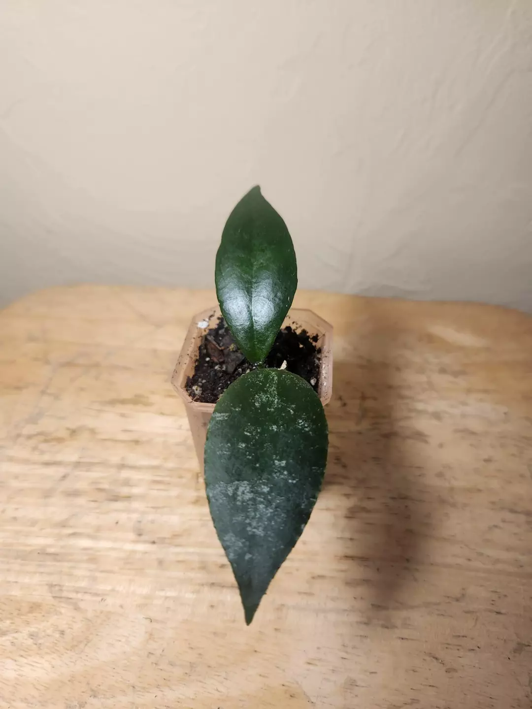 #26 Hoya Caudata 'Sumatra', or 'Silver Stains' thumbnail