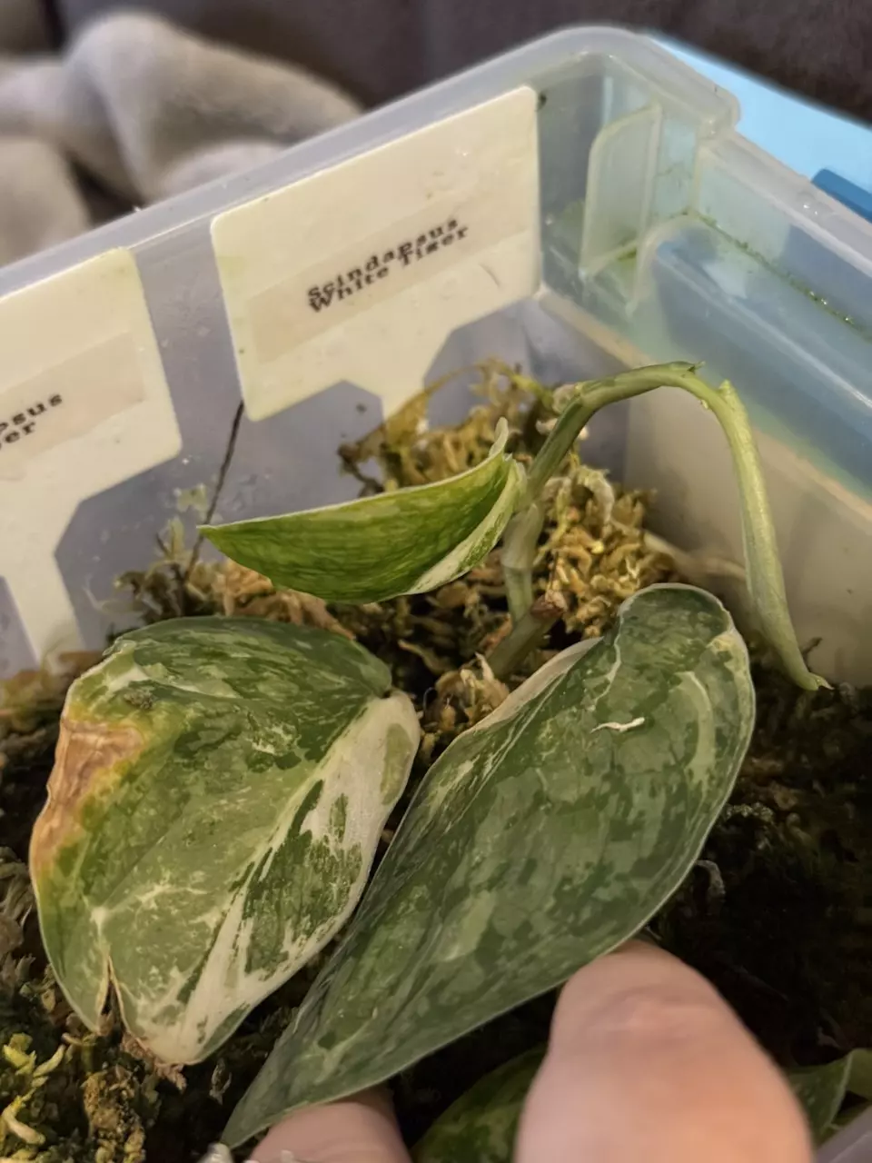 Scindapsus White Tiger thumbnail