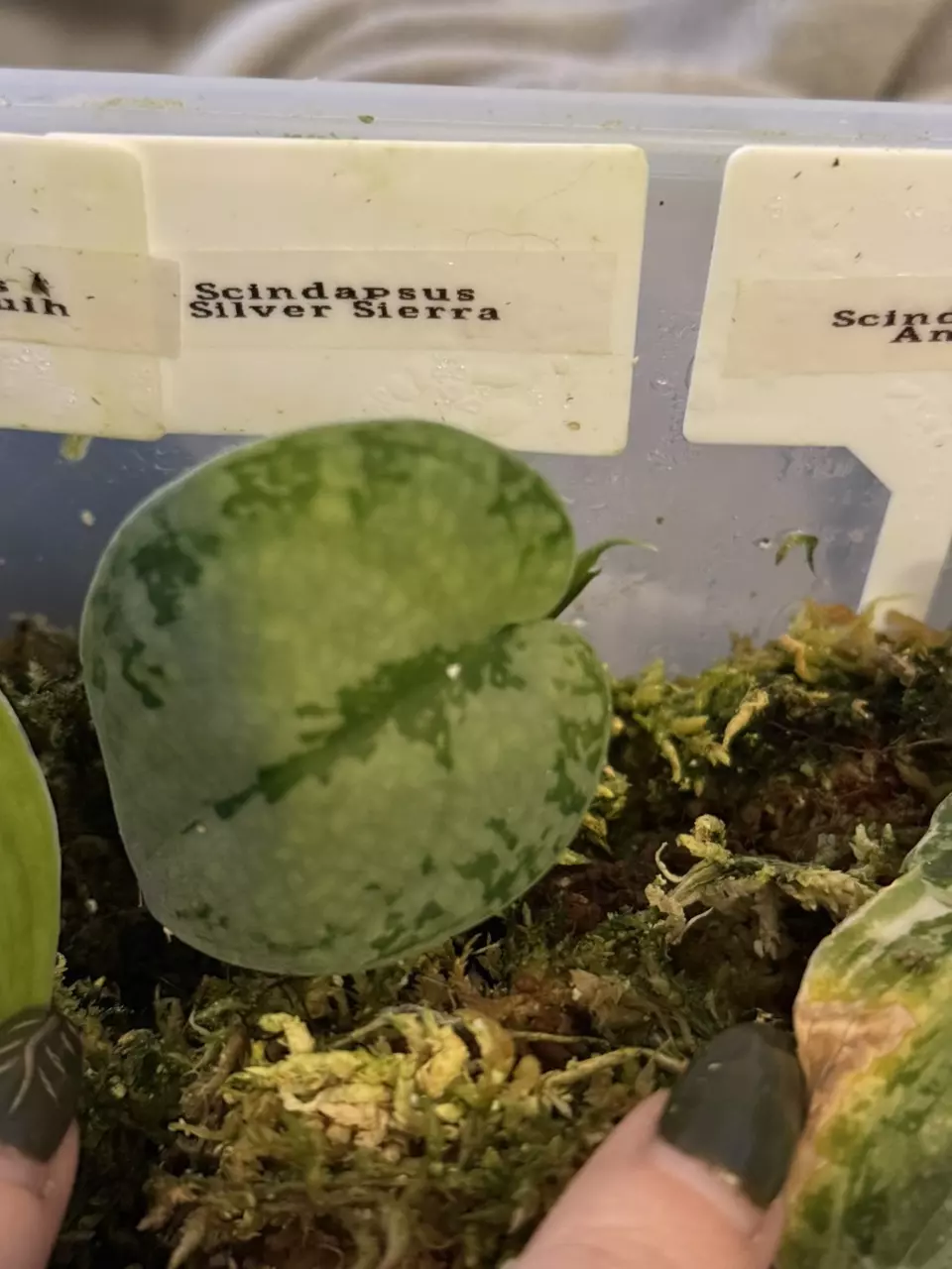 Scindapsus Silver Splash thumbnail