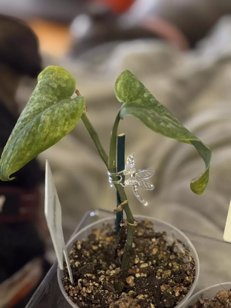 Scindapsus Black Dragon thumbnail