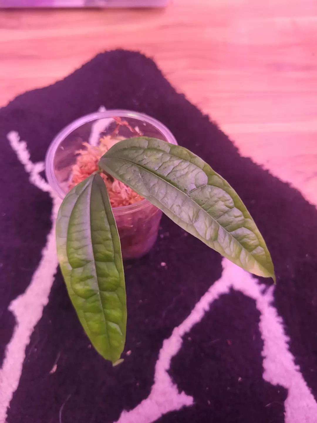 Hoya medinillifolia cutting thumbnail