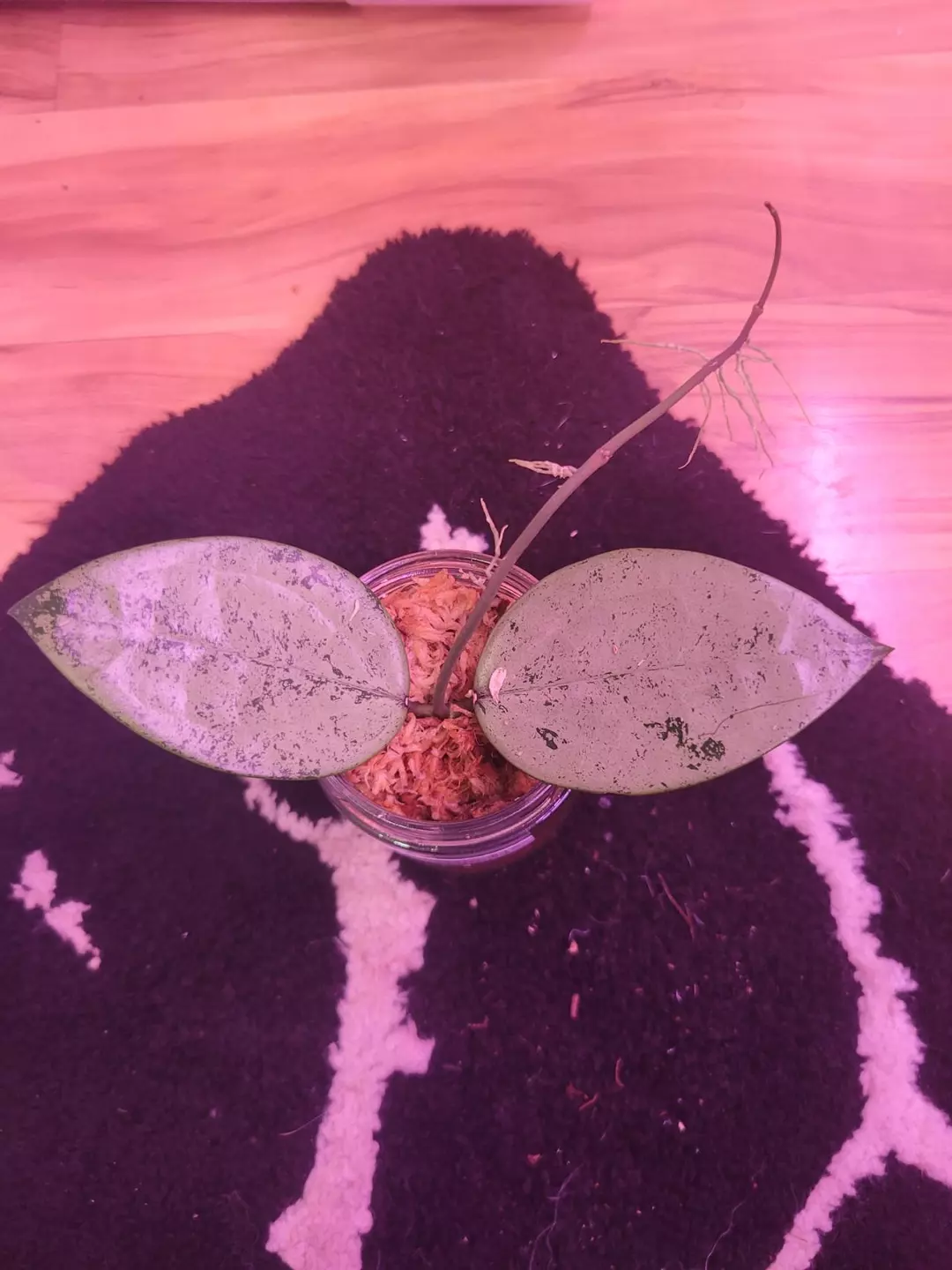 hoya verticillata silver heart cutting thumbnail