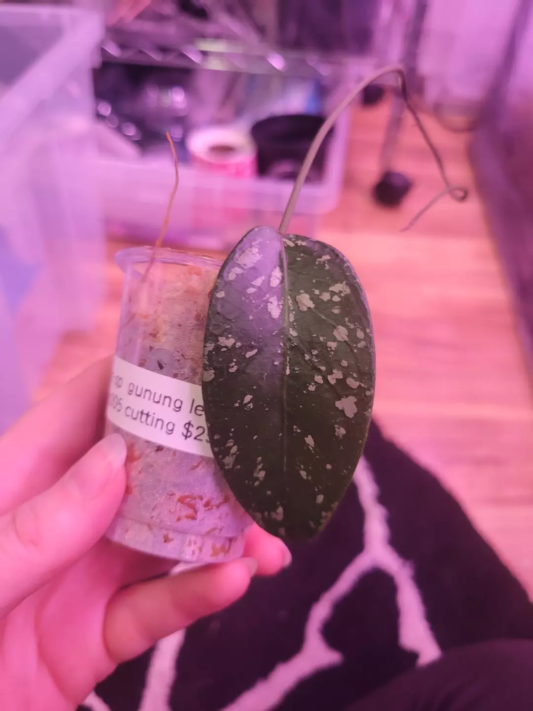 Hoya sp gunung leuser napc005 thumbnail