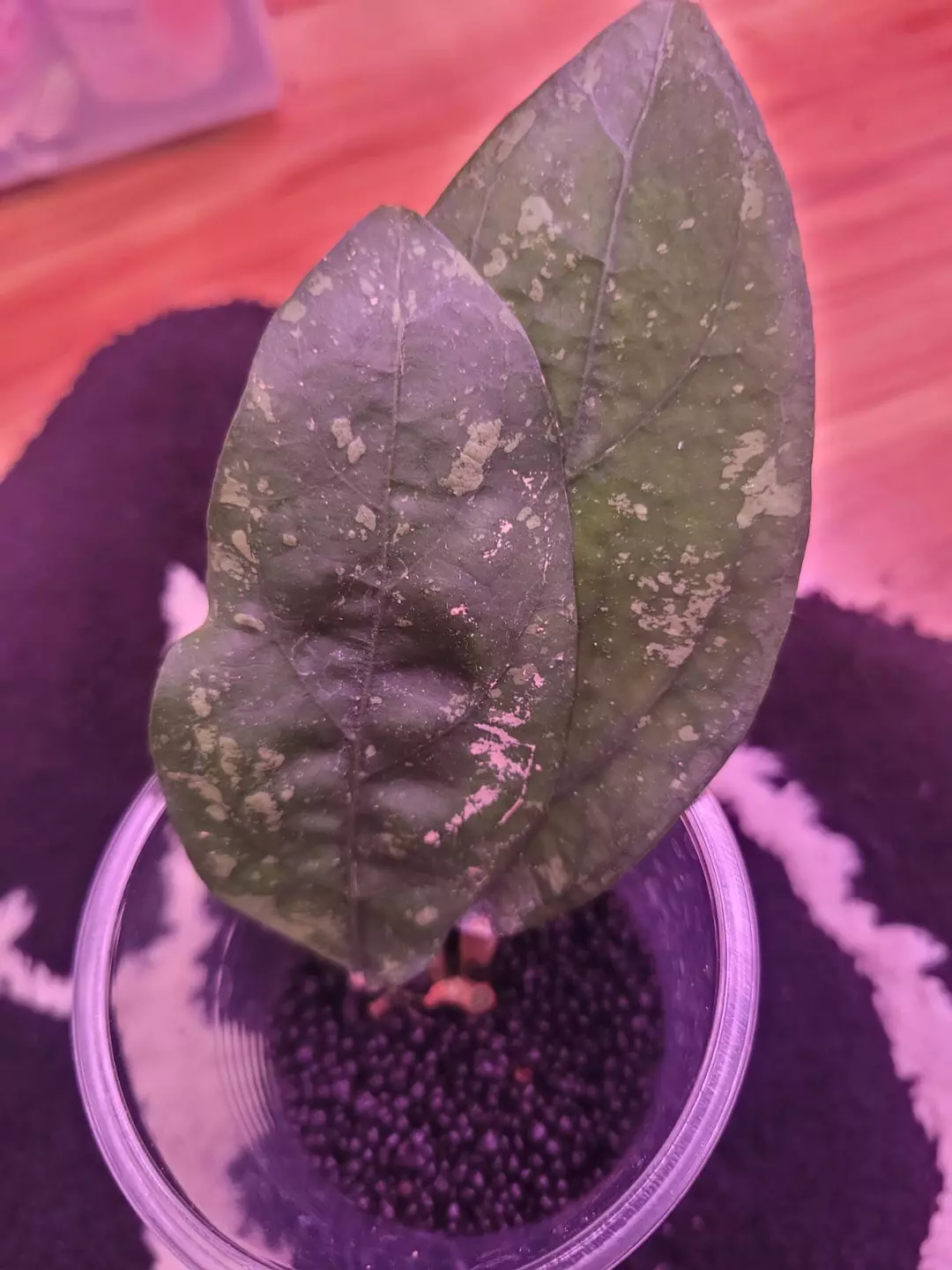 Hoya sp aceh air suri cutting thumbnail