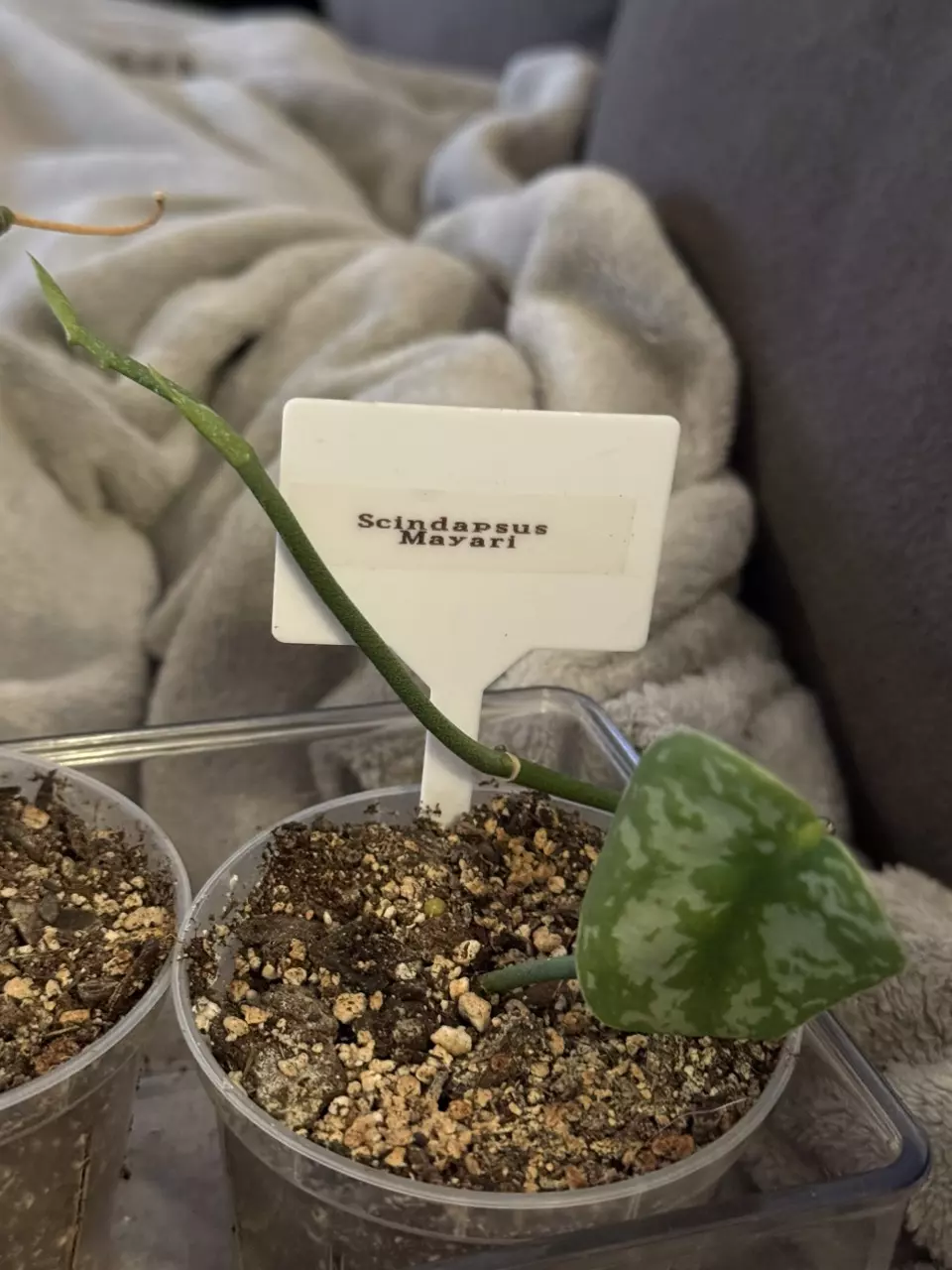 Scindapsus Mayari thumbnail