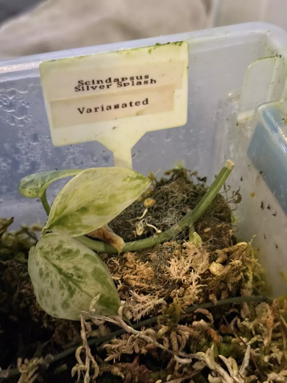 Scindapsus Silver Splash thumbnail