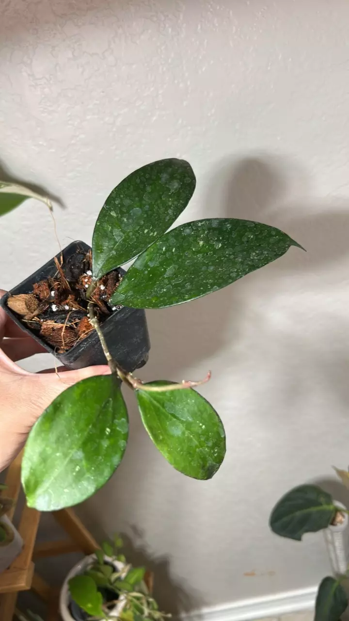 Hoya Pottsi thumbnail