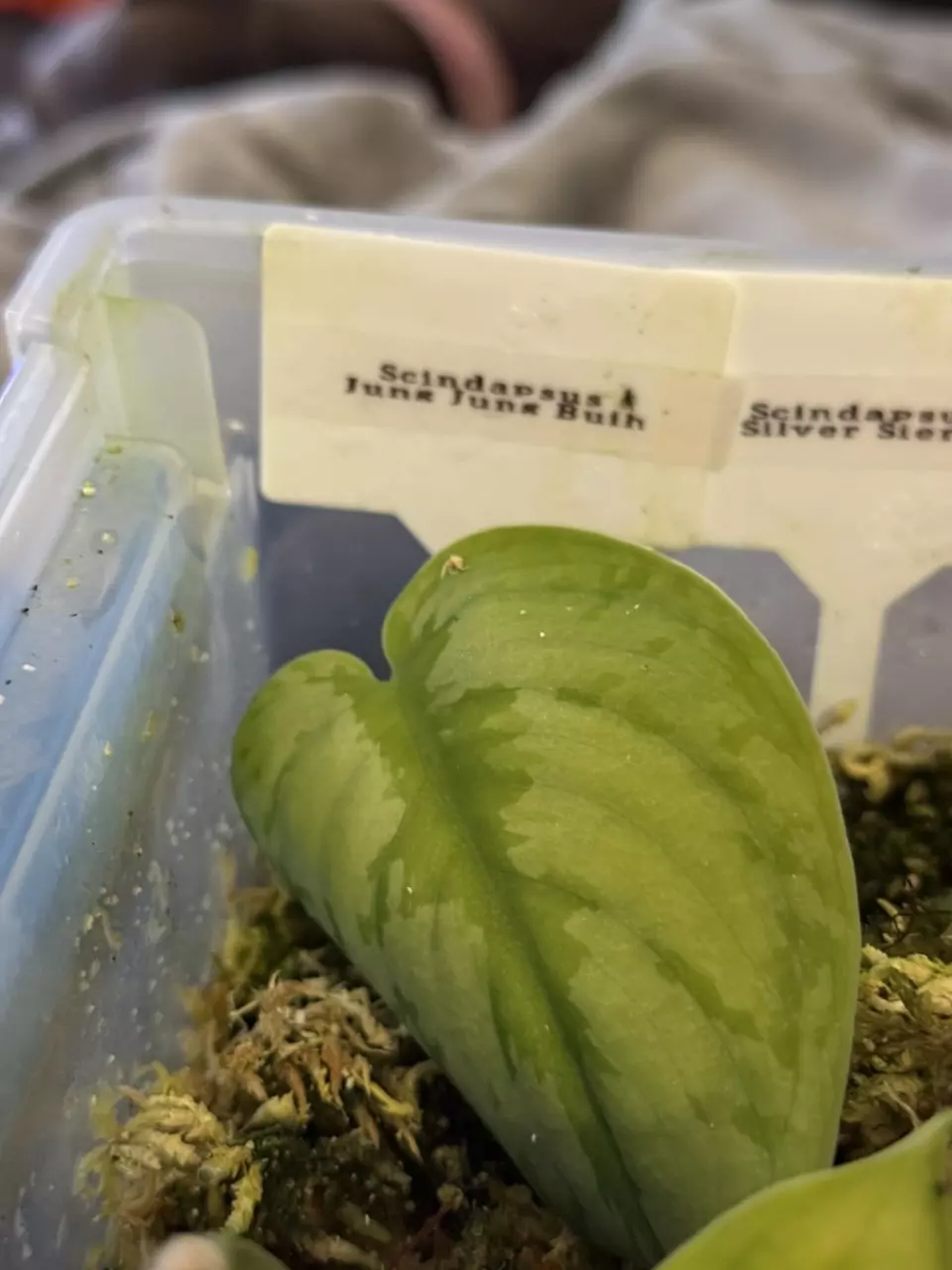 Scindapsus Jung Jung Buih thumbnail