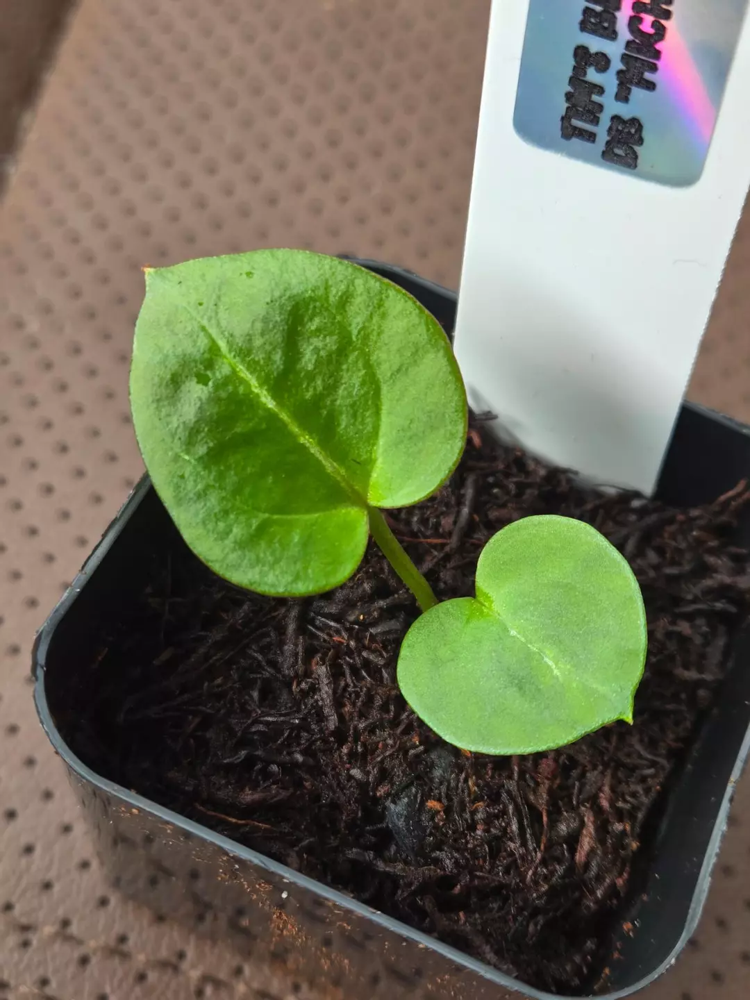 Anthurium Tim's Black self x Doc Block select Michelle thumbnail