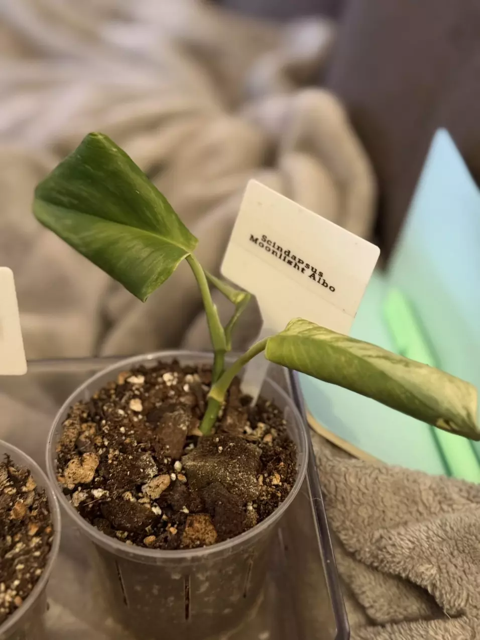 Scindapsus Moonlight Albo thumbnail