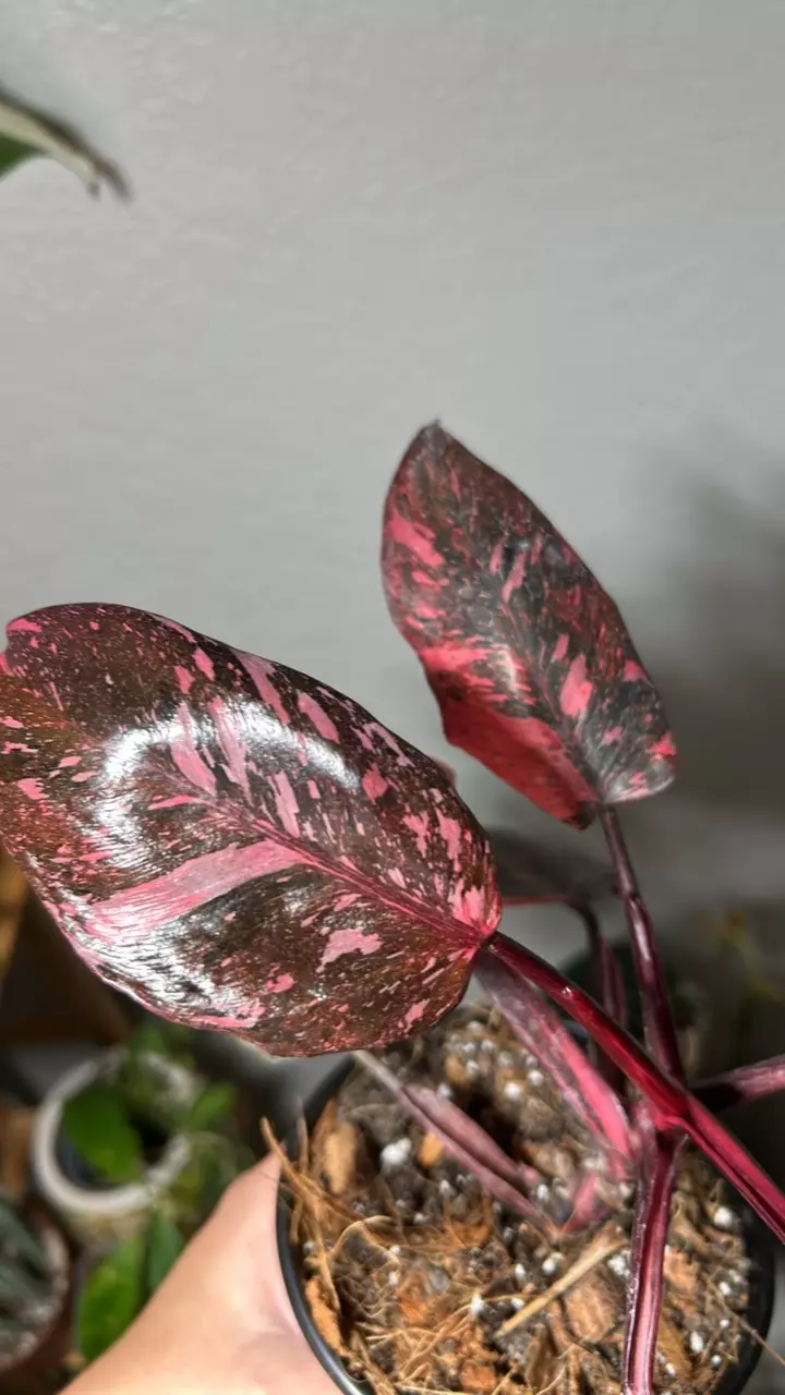 Pink Princess philodendron marble galaxy thumbnail