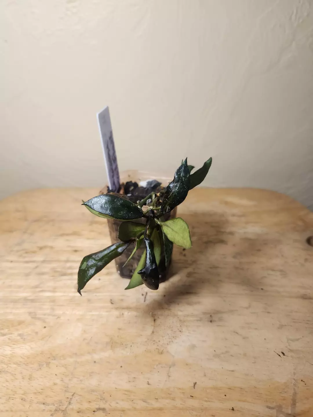 #23 Hoya Lacunosa "Royal Flush" thumbnail