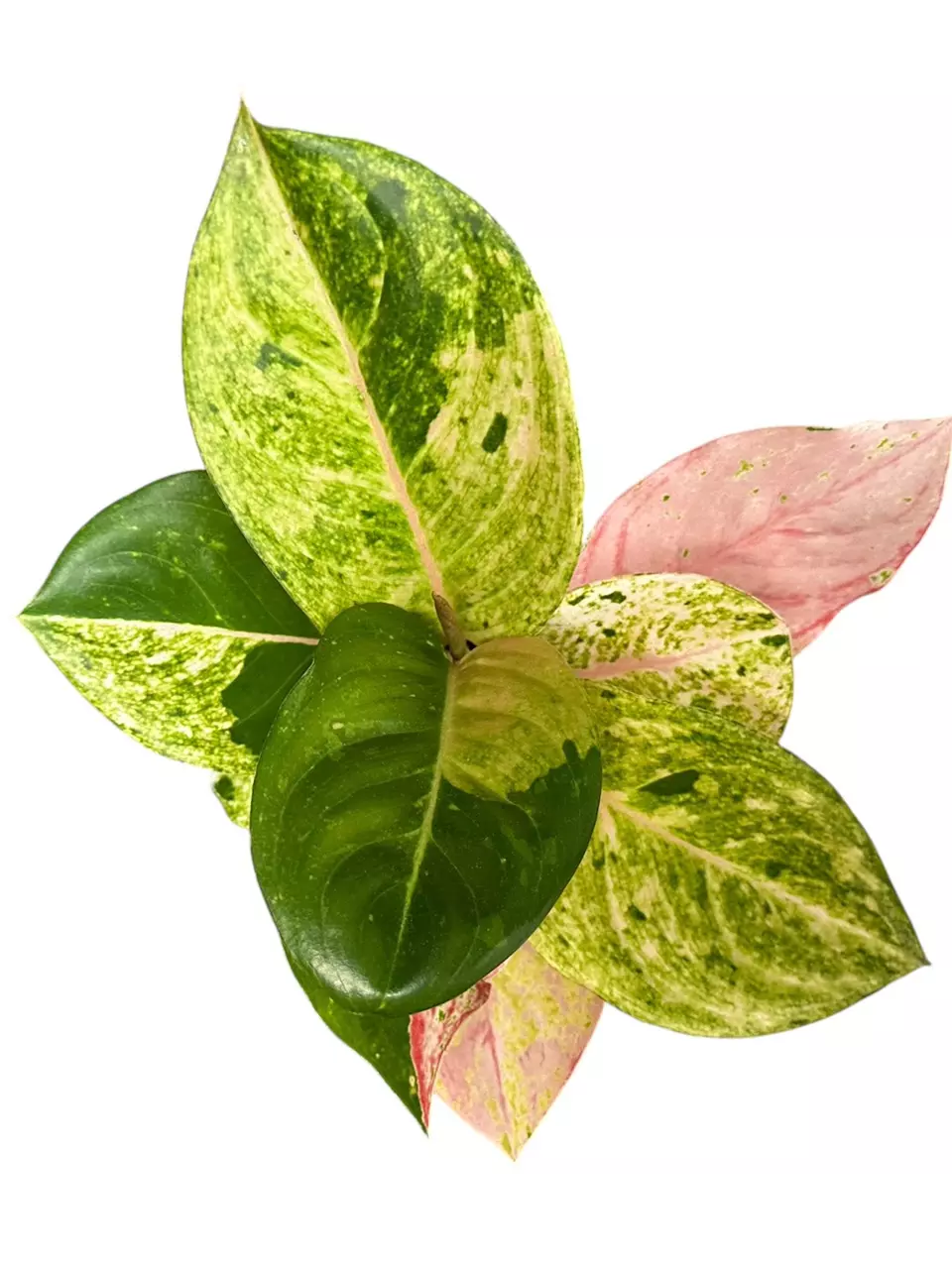 4” Aglaonema Pink Emerald GC thumbnail