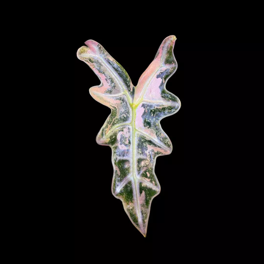 Pink Nobilis CORM thumbnail