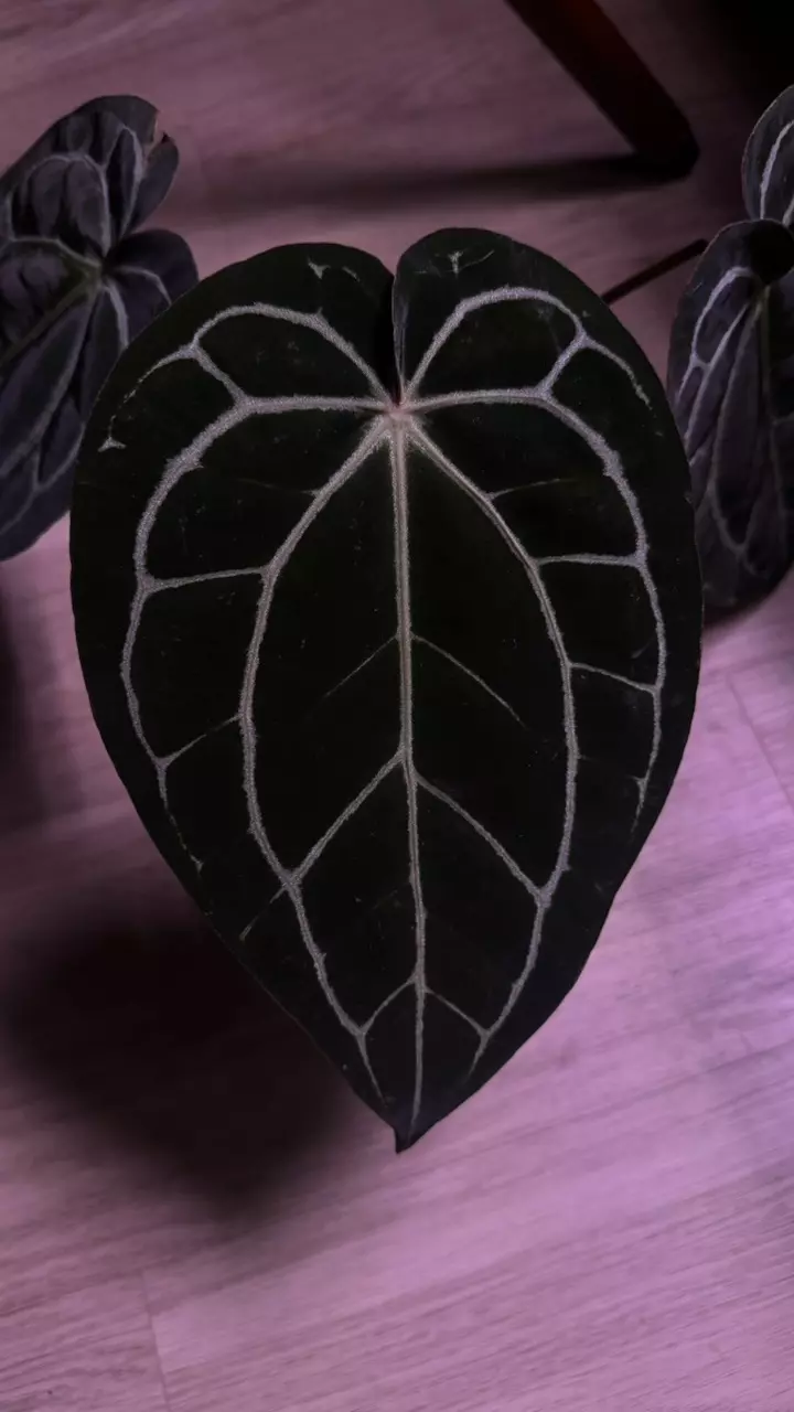 anthurium carla x rc large thumbnail