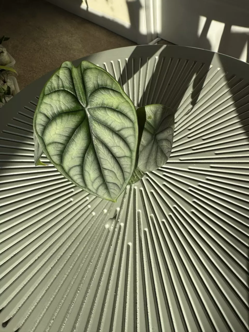 Alocasia Dragon Moon thumbnail