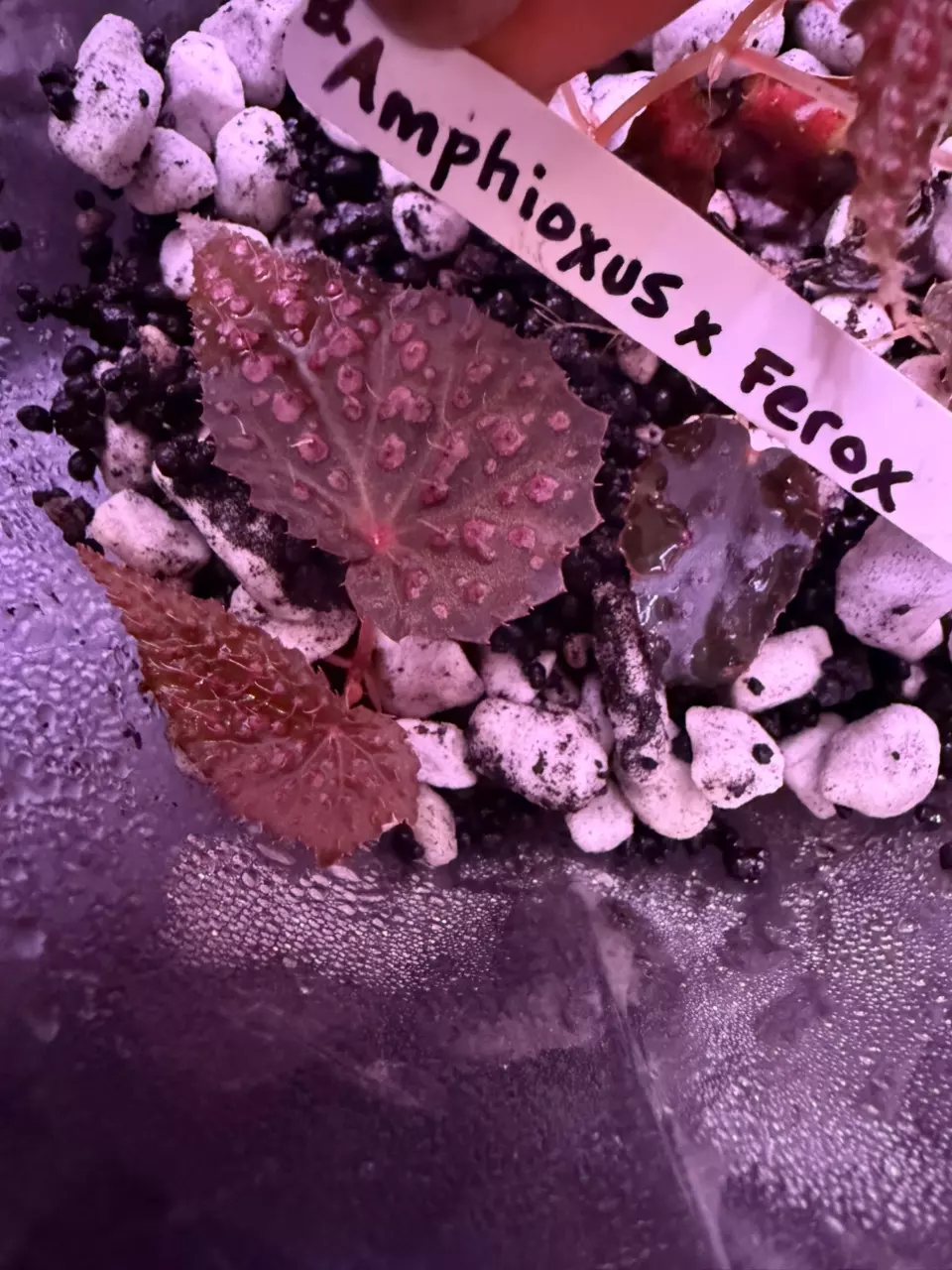 Amphioxus x ferox begonia thumbnail