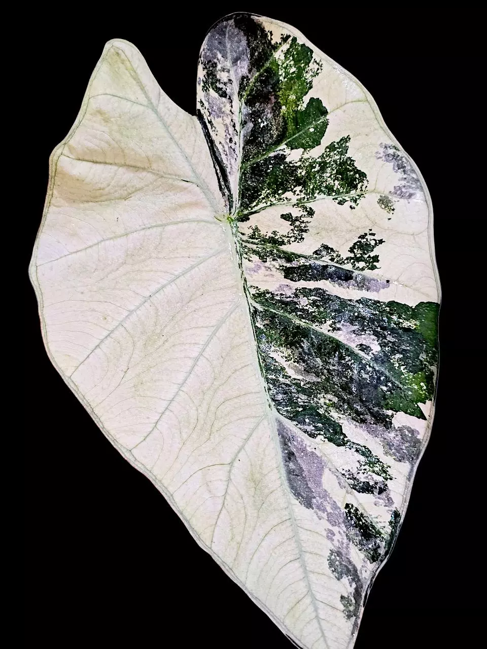 Regal shield albo CORM A thumbnail