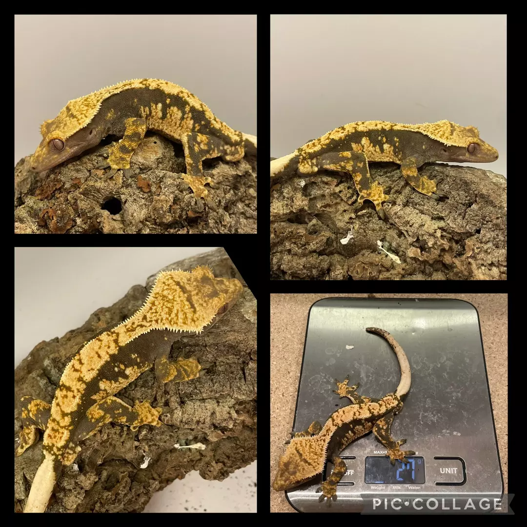 Frost line x homunculus line male thumbnail