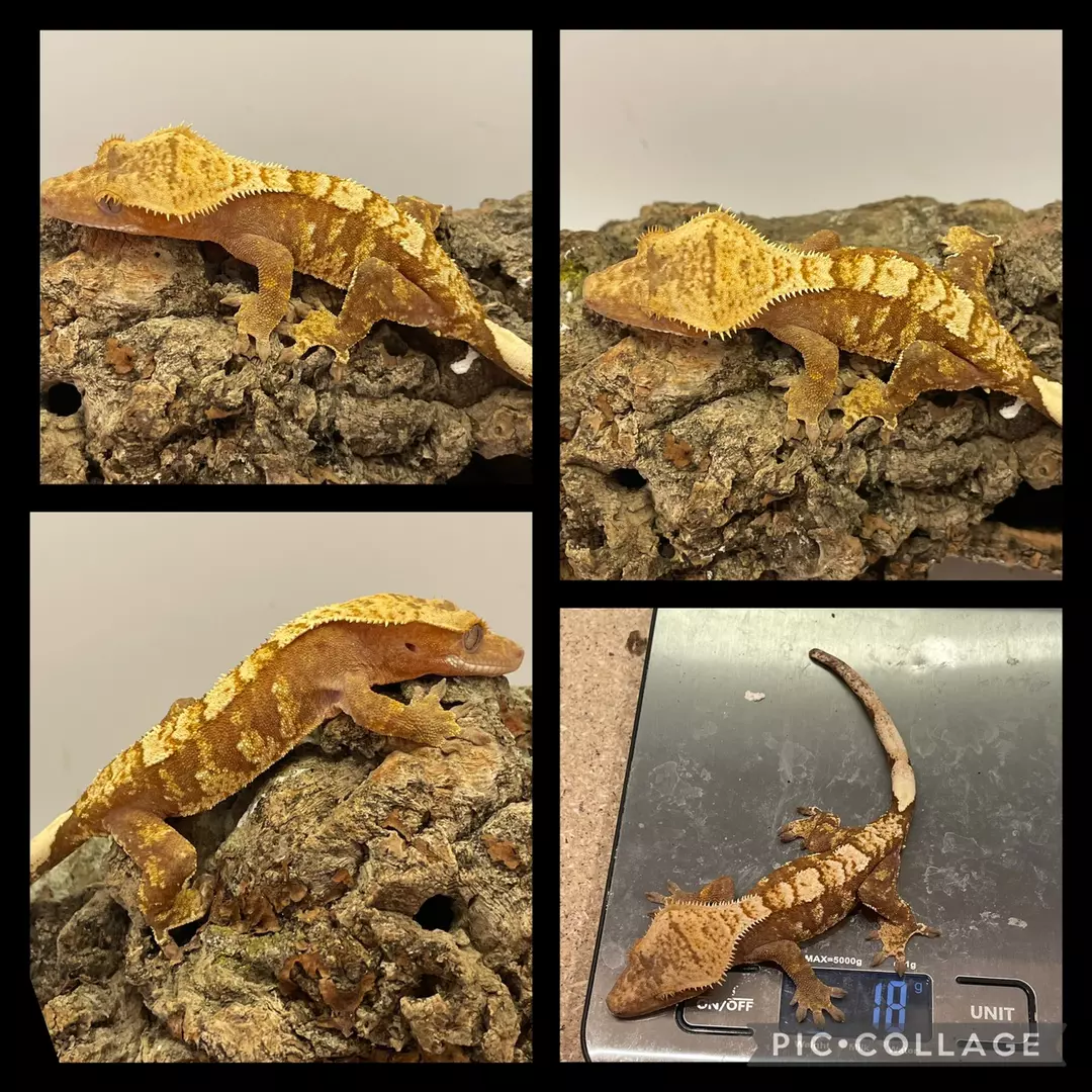 Red extreme harlequin male (pink lineage) thumbnail