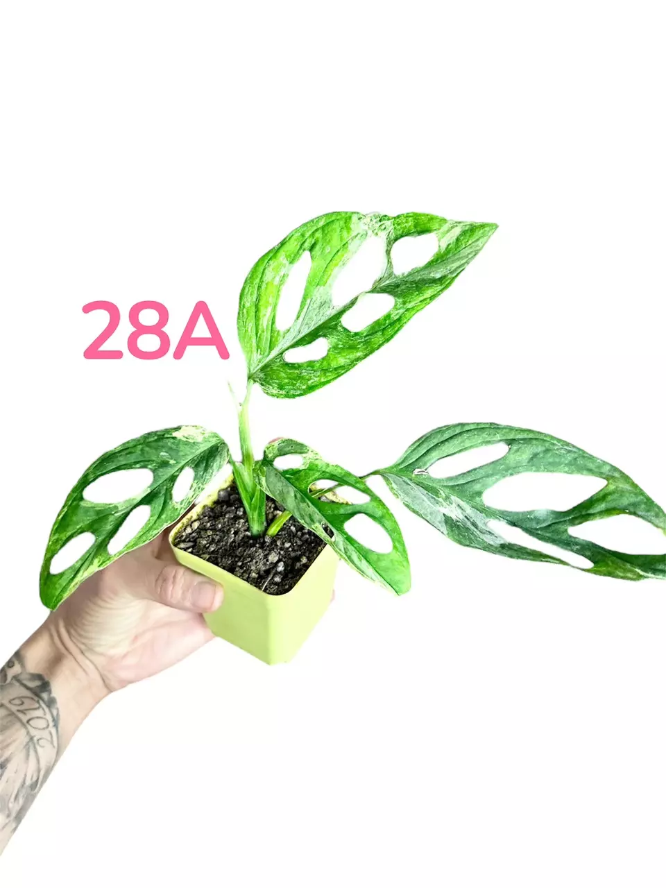 Monstera Mint Adansonii Variegated (28A) thumbnail