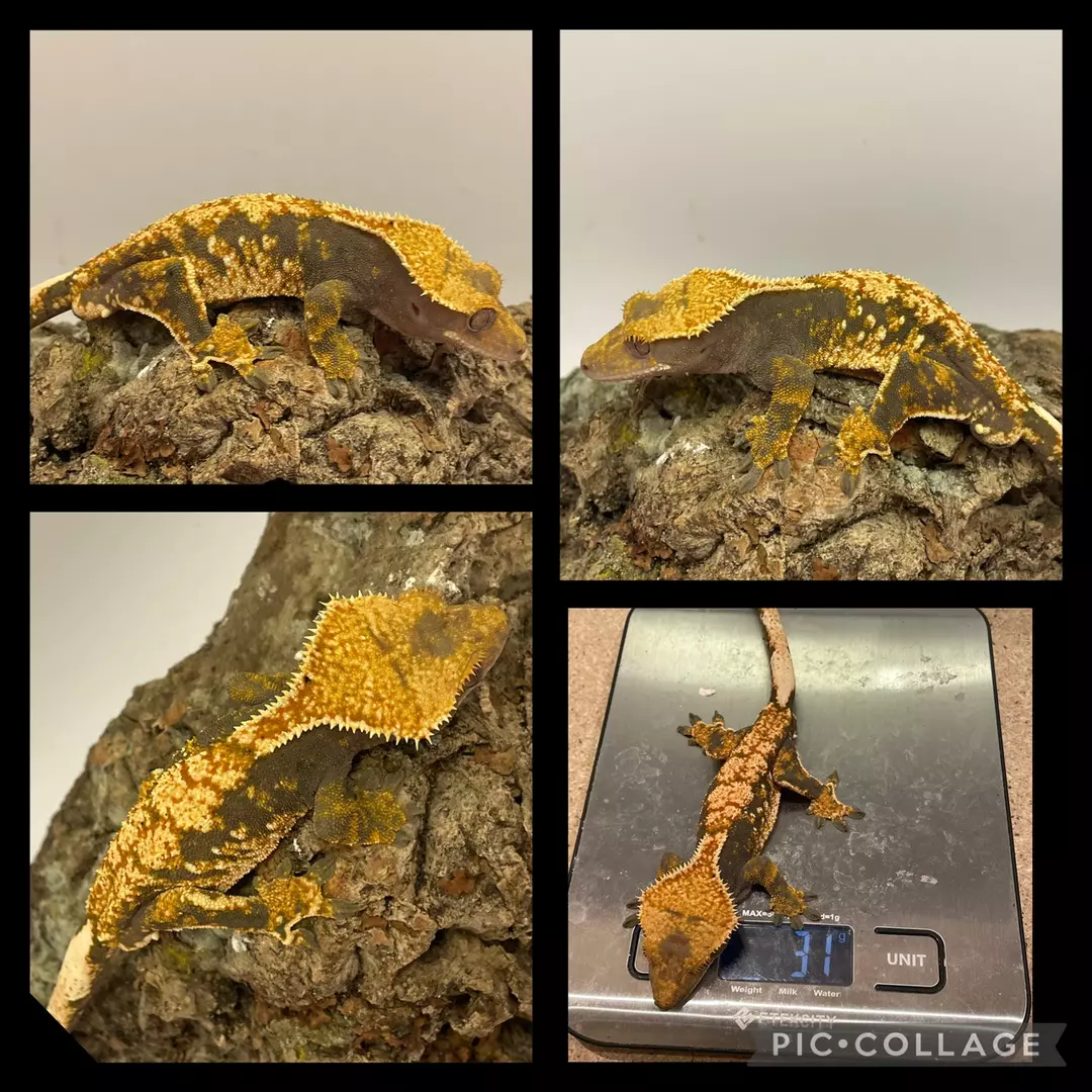 Frost line x homunculus line thumbnail