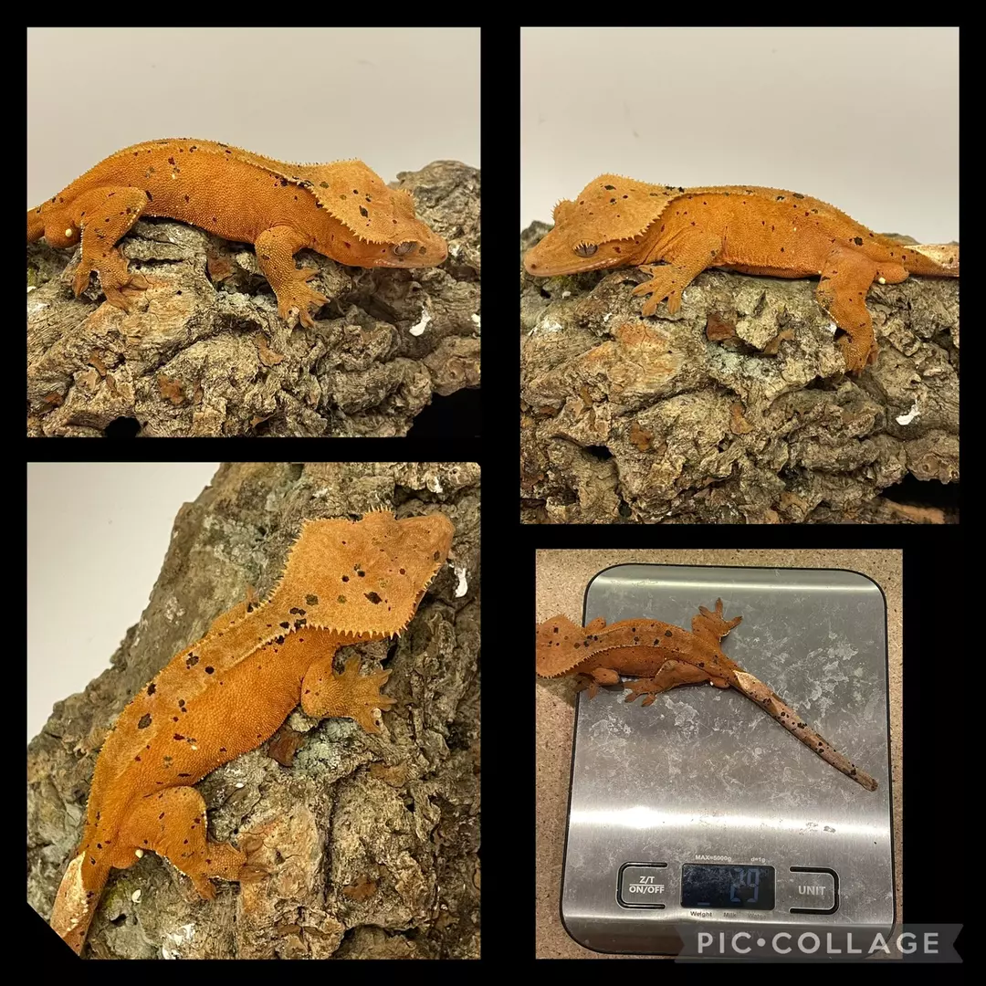 Red base spatterline red spot dal thumbnail