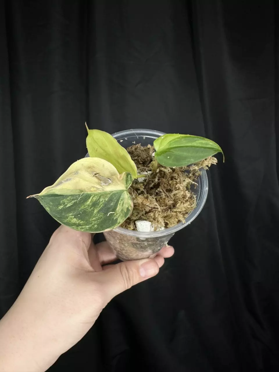 Pink Ferrari Mican thumbnail