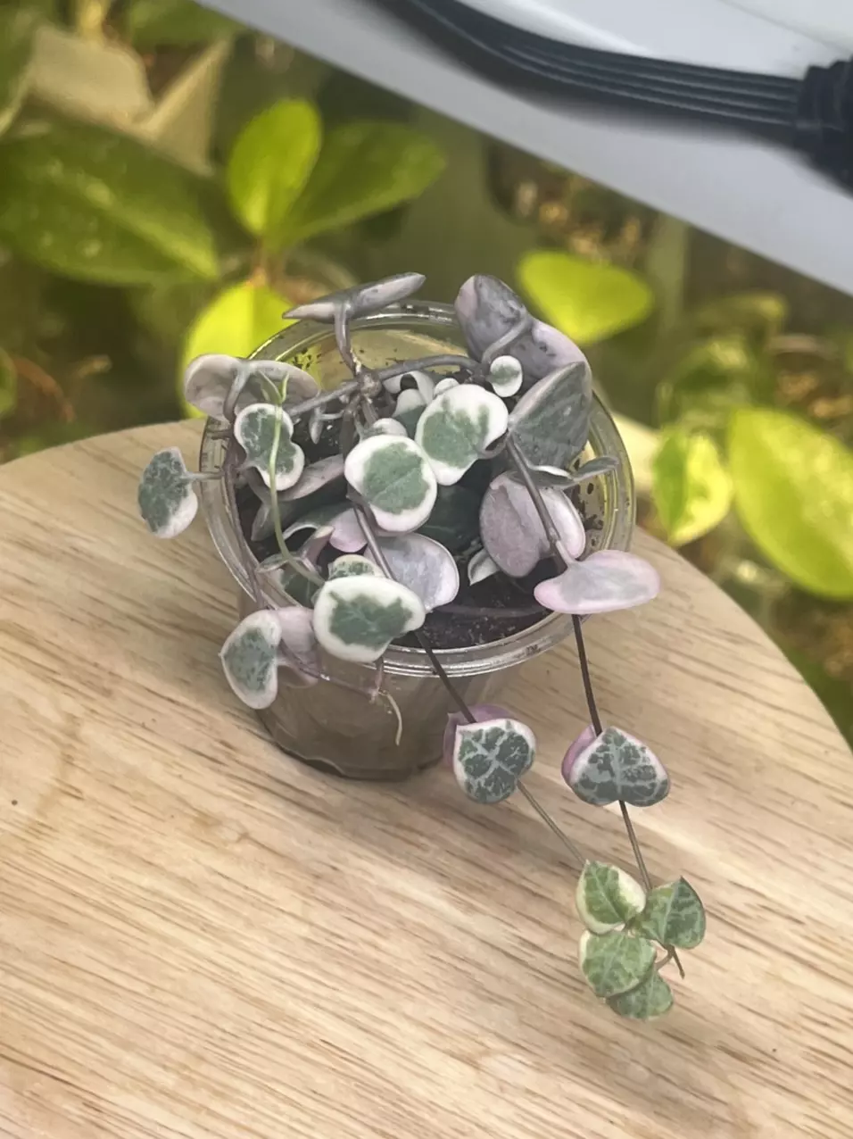 String of hearts thumbnail