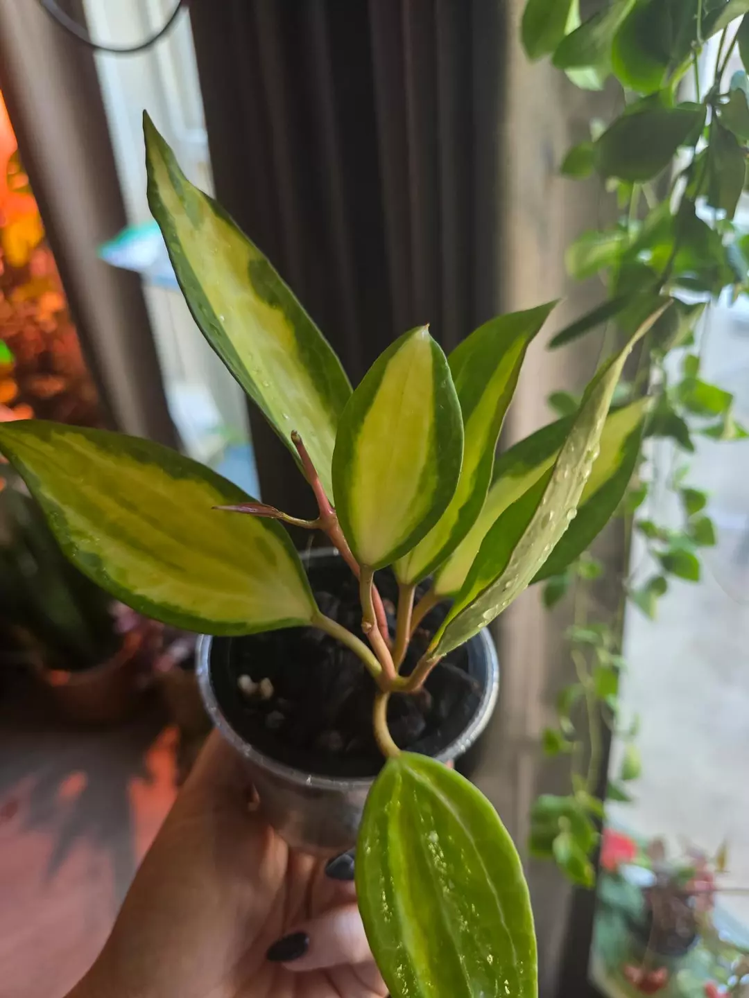 Hoya Latifolia Inner Variegated *Pot Of Gold* thumbnail