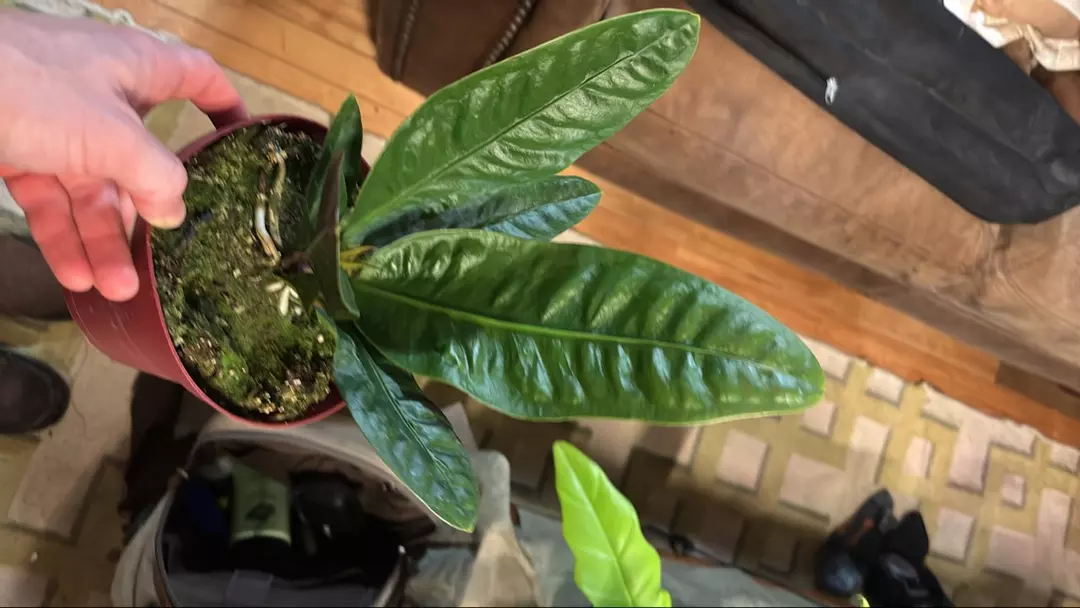 Anthurium Superbum thumbnail