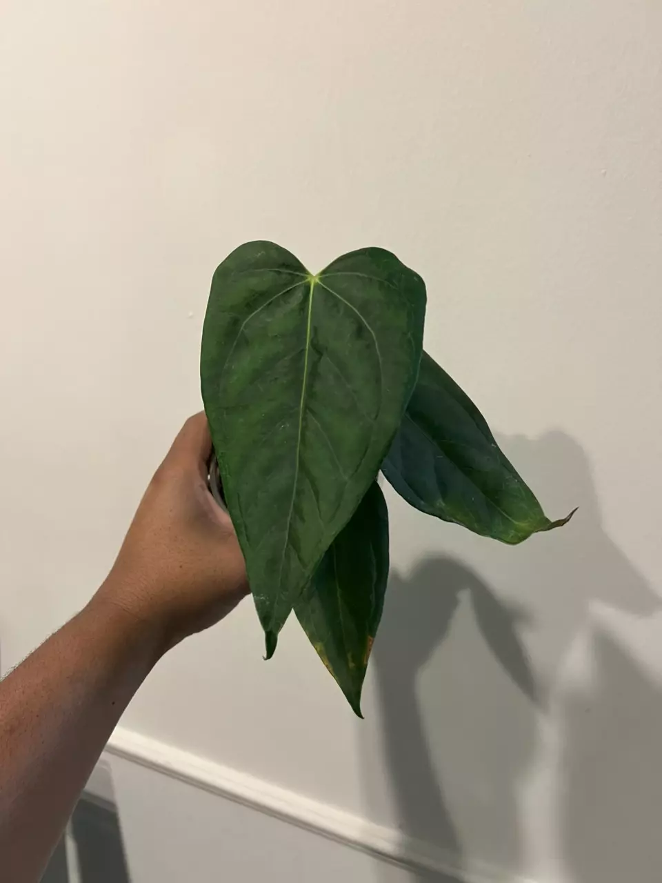 Anthurium Delta Mike X Ree Papillilaminum thumbnail