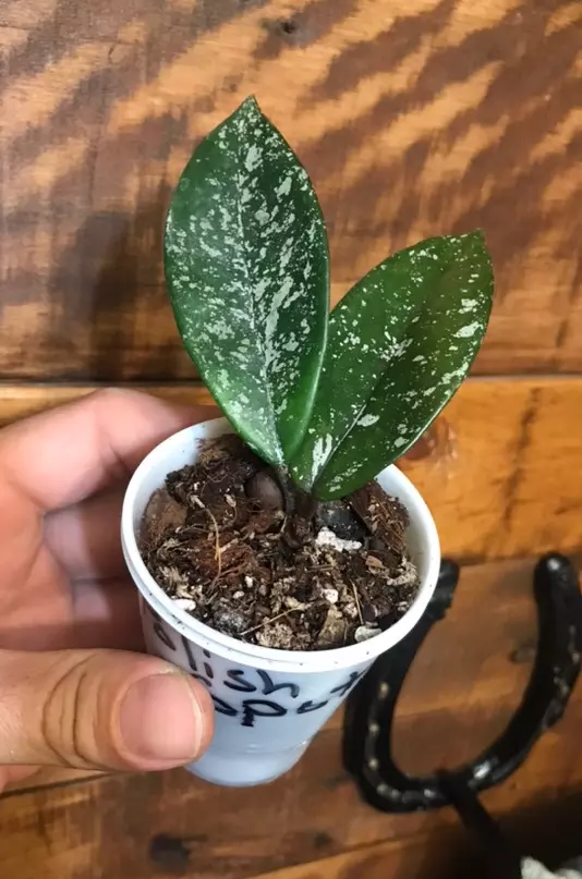 Hoya Carnosa Polish Spot fully rooted starter plant thumbnail