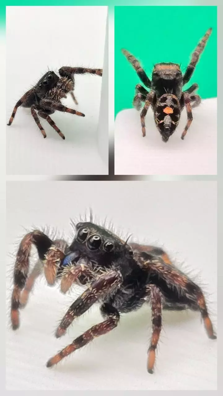 i7 Bold Jumping Spider thumbnail