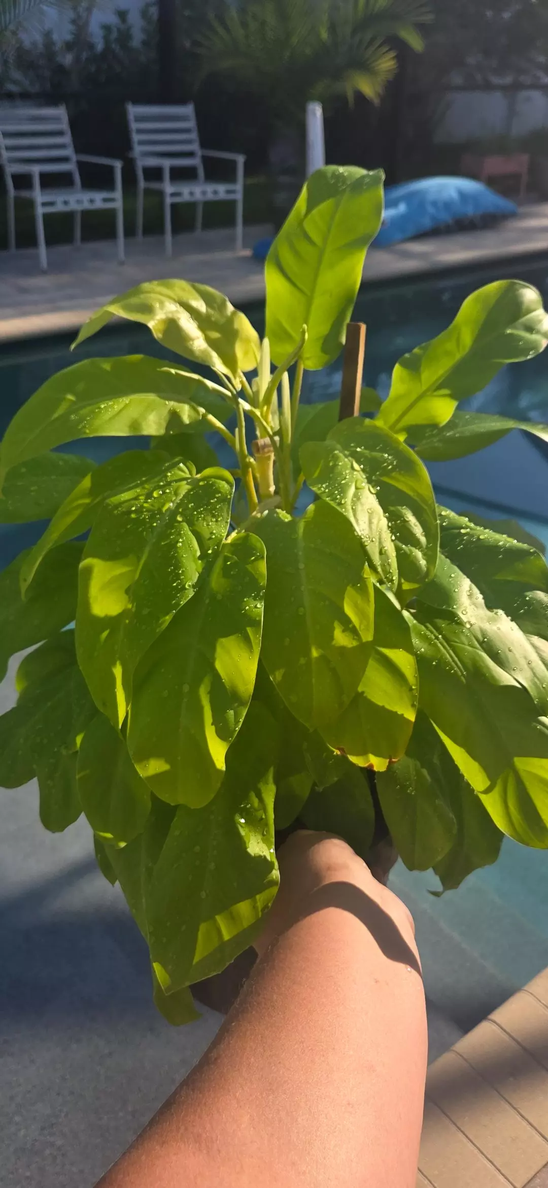 Philo Golden Goddess thumbnail